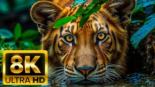8K WILDLIFE (60FPS) – Unmatched Clarity, Depth & Detail