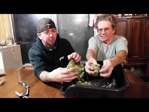 download lagu mp3 mp4 Weed In A Bag, download lagu Weed In A Bag gratis, unduh video klip Weed In A Bag