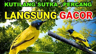 Download lagu KUTILANG SUTRA/PERCANG/CEP-CEP GACOR SORE mp3
