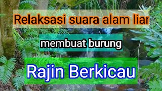 Download lagu Suara alam liar untuk masteran burung macet mp3 Download lagu Suara alam liar untuk masteran burung macet mp3