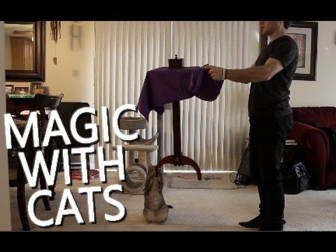 Promotional video thumbnail 18 for Chris Herrick Magic