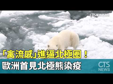 「禽流感」進逼北極圈！　歐洲首見北極熊染疫 - 國際 - 華視新聞網