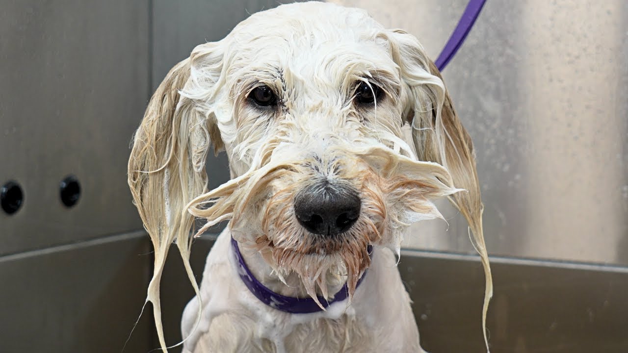 Some Days Are Diamonds...Some Days Are Doodles