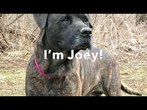 Joey, an adopted Hound Mix in Kittanning, PA_image-1