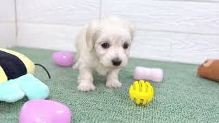 ハーフ犬の動画01