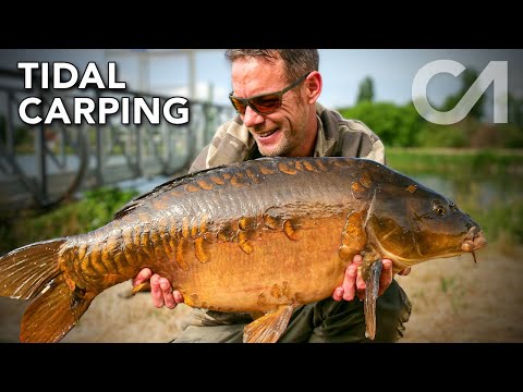 CARP ANGLE 37 | TIDAL CARPING!