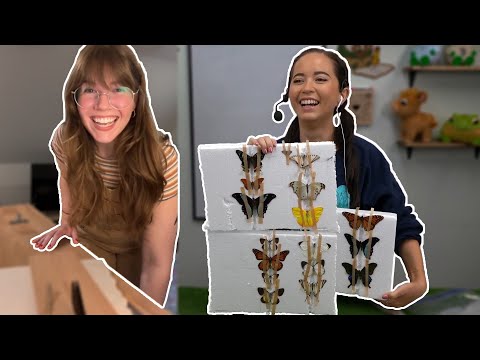 Butterfly Pinning With An Entomologist🦋🐛🐞 - 5/17/24