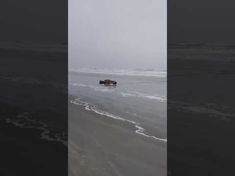 ILHA COMPRIDA, MESMO COM CHUVA 🌧️, VENTO 🌬️ E FRIO 🥶, SERÁ SEMPRE UM ESPETÁCULO DA NATUREZA!! 🏝️🌊🌧️