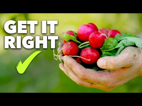 Radish Growing Masterclass: 4 Weeks to Harvest