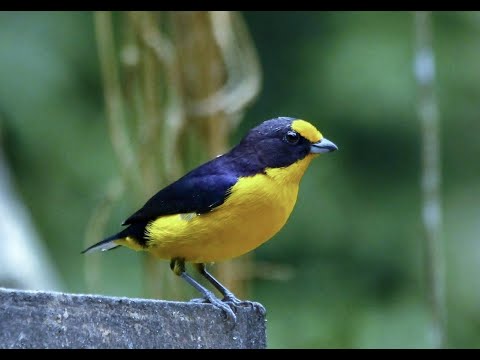 Organista fialový (Euphonia violacea) — video o speve a chove