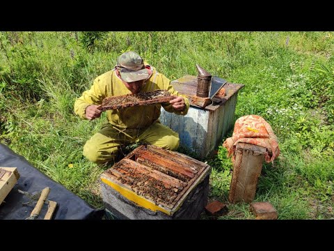 Роеловство.Жизнь пчёл в дуплянке.Словил супер добрый мега-рой пчёл в лесу.Надо глянуть что внутри.