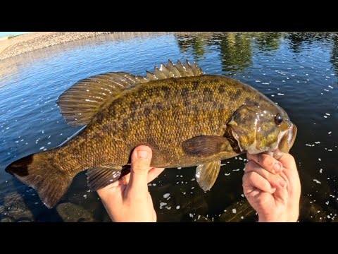 This SPILLWAY Was INFESTED With GIANT Smallmouth Bass!!