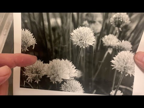 Getting the Best From: Rodinal Part 3 - Stand Development