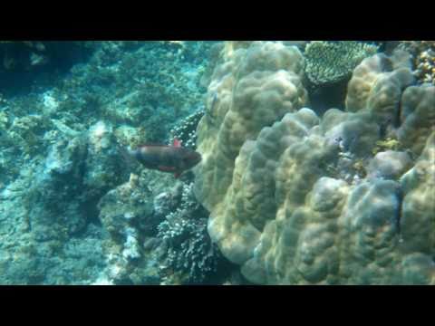 KENIA2010 DELPHINTOUR PILLI PIPA FOTO-MUVEE HD