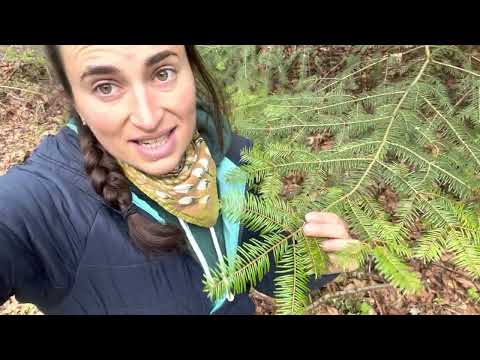 My favorite medicinal tree: Grand Fir