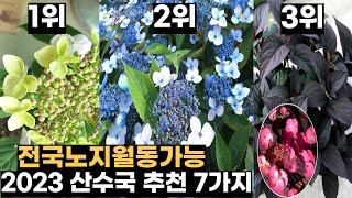 전국 노지월동 가능한 산수국 추천 7가지