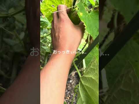 キュウリ 植物