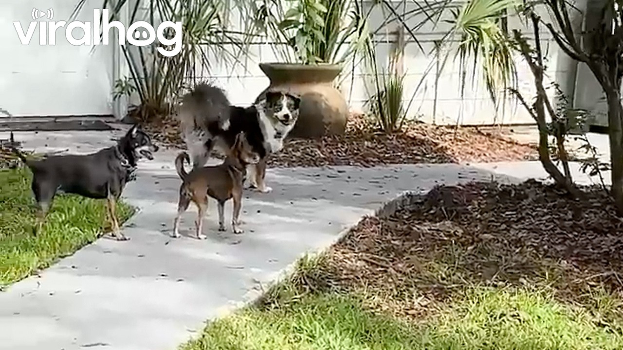 Cute Dogs Chase Backyard Butterfly || ViralHog