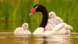 সবথেকে সুন্দর ১০টি রাজহাঁস | Goose &amp; Swans | 10 Most Stunningly Beautiful Birds on Planet Earth 2