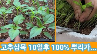 고추삽목 10일후 뿌리가 100%...? 성공실패?
