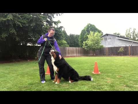 Rally Obedience Training your dog for the figure eight. How to work on tight turns for rally.