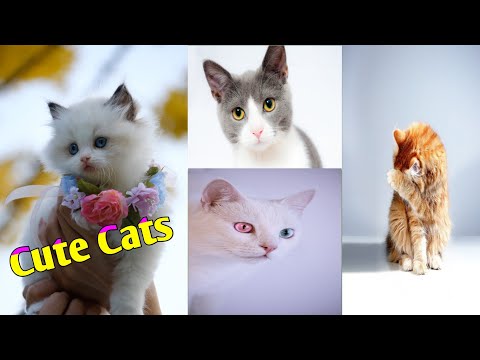Baby Cats  | Cute And Funny Cats Video Combination | @StudyWithDhanu