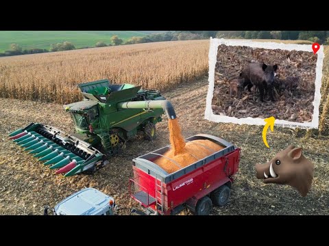 Sklizeň zrnovky a vyháníme prasata z kukuřice! 🌽🐗🔥 | Zrnovka 2025