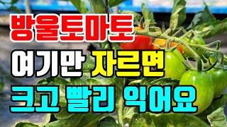 방울토마토 익어갈때 곁순말고 여기를 잘라주면 크고 맛있게 익는 토마토를 드실수 있어요.