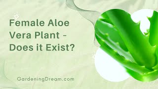 Female Aloe Vera Plant – Does it Exist?