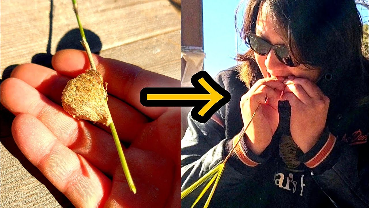 春なのでカマキリの卵を食べる