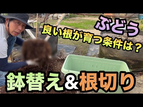 ブドウの病気 ブドウの葉 黒腐病