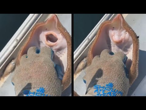 image-What is the difference between a skate and stingray?