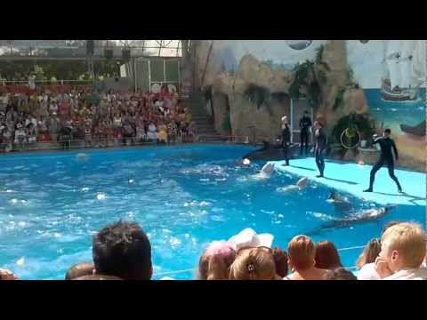 Dolphin Show in Odessa 2012-07-18