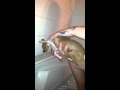 Chihuahua bath time 