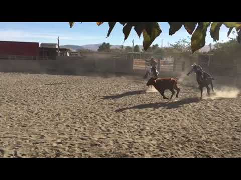 Una tarde de piales corveros