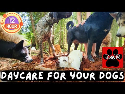 Daycare for your dog 🐶🐕🐩  Keep your dog busy while you are away or entertained while you cuddle
