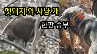 멧돼지와 사냥개의 한파 승부.