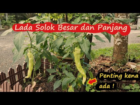 , title : 'Pak Cik Kebun Kongsi Tips Cara Jaga Pokok Lada Solok Sampai Dapat Hasil Lada Besar & Panjang'