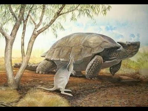 Meiolania - żółw gigant