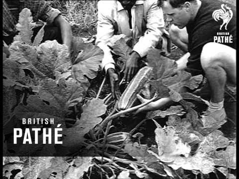 Barbara Castle In Tanzania (1965)