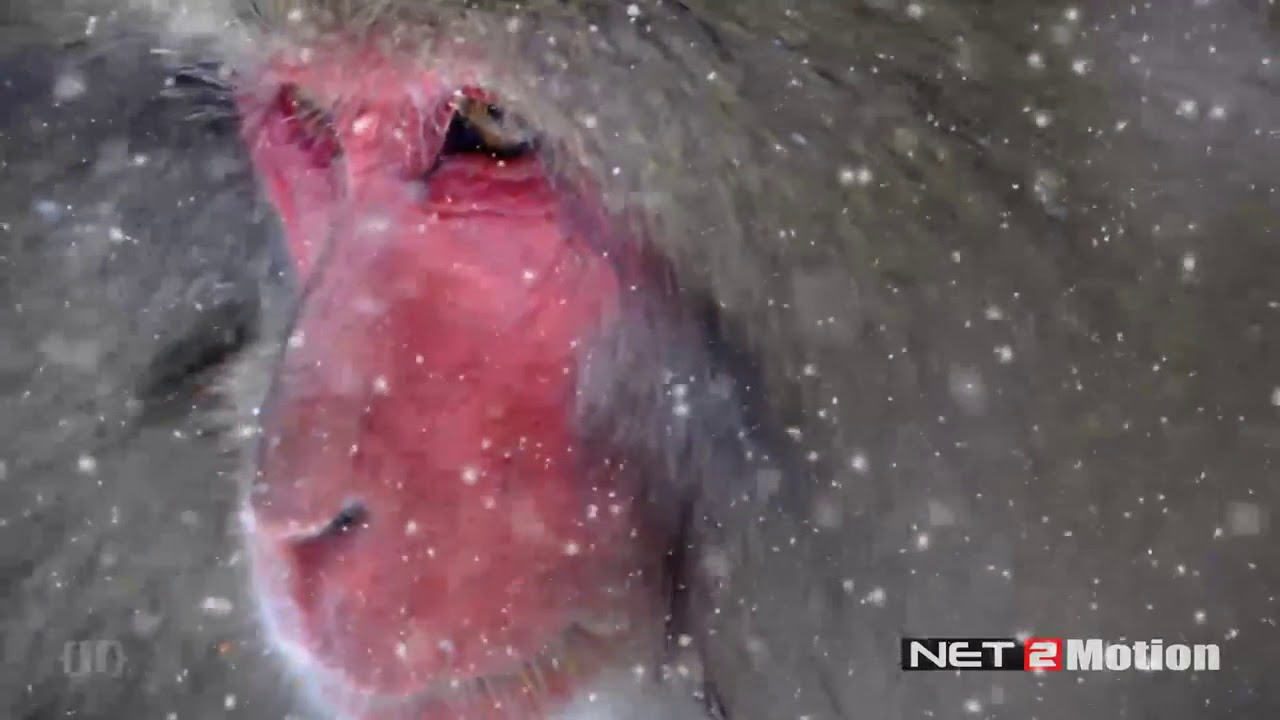 3D Snow Monkey