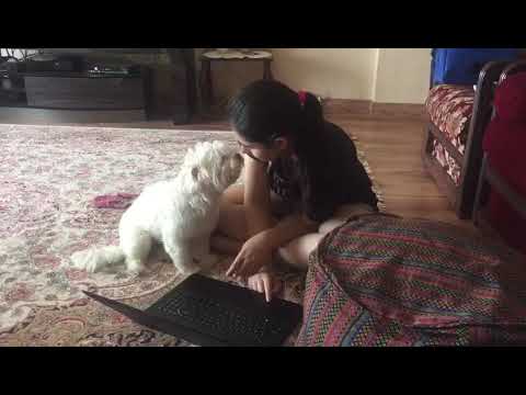 دوستت دارم I love you