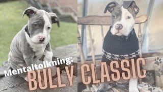 TOLKNING AV AMERICAN BULLY MED TUGGBEHOV 🐗