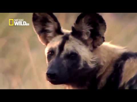 African Wild Dog's - Documentary #natureswildtv #natgeo #wildlife #documentary