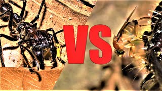 Bullet Ant vs Zombie Fly: Gross Parasitic Insect Biology