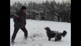 preview picture of video 'Berneński pies pasterski zimą.'