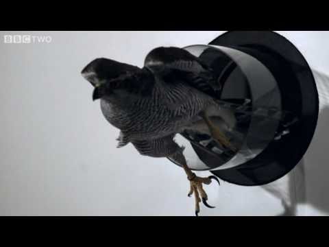 The Wings of Slow Motion - Amazing Video