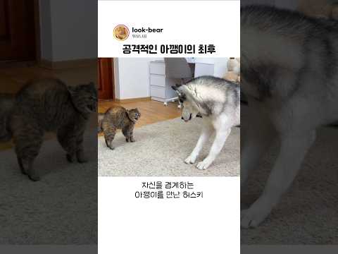 공격적인 아깽이를 만난 허스키의 행동