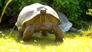 faze tari faze testoase