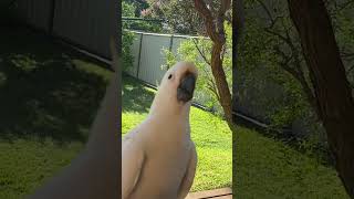 Peggy Day - Bob Dylan#bobdylan#nashville#skyline#cockatoo#australianbirds#5february#2026